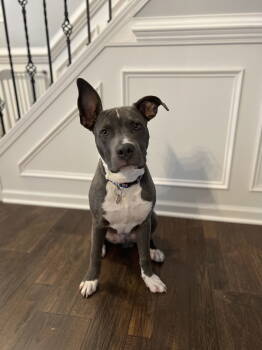 Rescue American Staffordshire Terrier Dogs for Adoption in Holly Springs, North Carolina - Nash | PetCurious