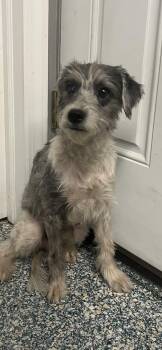 Rescue Schnauzer Dogs for Adoption in Huntington Station, New York - Odie | PetCurious
