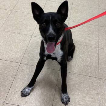 Taffy -  Cattle Dog and Shepherd Dog for Adoption in Indianapolis, Indiana - Taffy | PetCurious