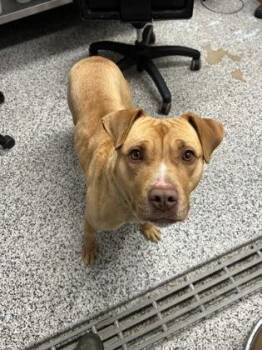 Mixed Breed Dogs Available for Adoption in West Chester, Pennsylvania - Ramona | PetCurious