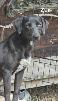 Mixed Breed Dogs Available for Adoption in Rock Hill, New York - Zuri | PetCurious