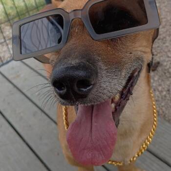 Snoop Dogg -  Miniature Dachshund and Mixed Breed Dog for Adoption in Springtown, Texas - Snoop Dogg | PetCurious