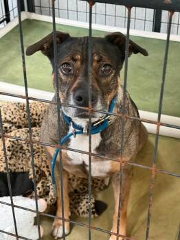 Sparrow -  Mixed Breed Dog for Adoption in St. Augustine, Florida - Sparrow | PetCurious