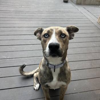 Shelly -  Catahoula Leopard Dog Dog for Adoption in Arvada, Colorado - Shelly | PetCurious