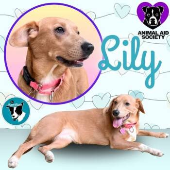 Rescue Labrador Retriever and Collie Dogs for Adoption in Hampton, Virginia - Lily | PetCurious
