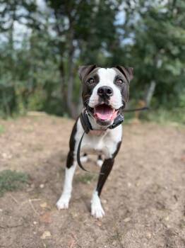 Dee Dee -  Pit Bull Terrier Dog for Adoption in Millcreek, Utah - Dee Dee | PetCurious