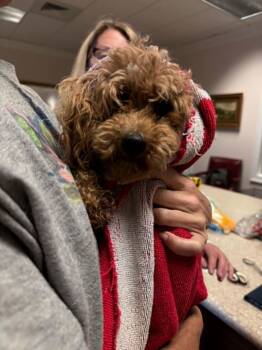Flame -  Poodle Dog for Adoption in Holly Springs, North Carolina - Flame | PetCurious