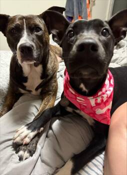 Pit Bull Terrier Dogs Available for Adoption - Lilly | PetCurious