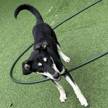 Taz 9399 -  Weimaraner and Mixed Breed Dog for Adoption in Loxahatchee Groves, Florida - Taz 9399 | PetCurious