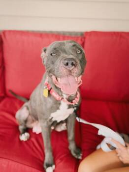 Carolina -  Mixed Breed Dog for Adoption in Seville, Ohio - Carolina | PetCurious