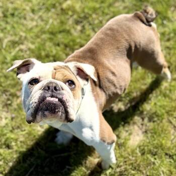 Bulldog and English Bulldog Dogs Available for Adoption in Pelham, New Hampshire - Nova | PetCurious