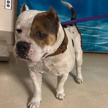 Gucci -  Mixed Breed Dog for Adoption in Lake Panasoffkee, Florida - Gucci | PetCurious
