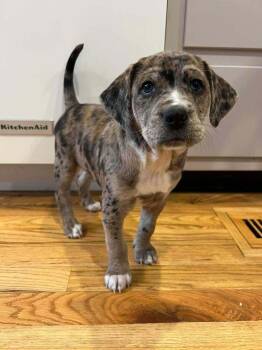 Mountain Cur and Australian Shepherd Dogs Available for Adoption - Beckett | PetCurious