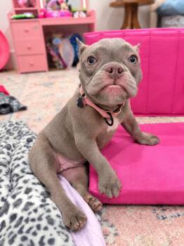 Lilly The Kiddo Cuddlebug -  English Bulldog and French Bulldog Dog for Adoption in Friendswood, Texas - Lilly The Kiddo Cuddlebug | PetCurious