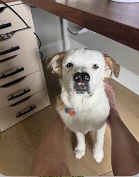 Boscoe -  Australian Cattle Dog Blue Heeler and Pit Bull Terrier Dog for Adoption in Orlando, Florida - Boscoe | PetCurious