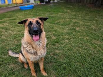 Poppy -  German Shepherd Dog Dog for Adoption in Toronto, Ontario - Poppy | PetCurious