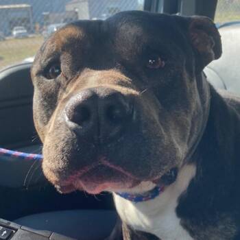 Abraham -  Pit Bull Terrier Dog for Adoption in Galveston, Texas - Abraham | PetCurious