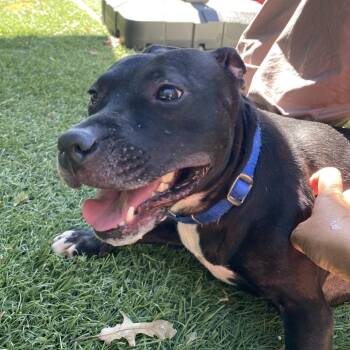 Lulu -  Staffordshire Bull Terrier Dog for Adoption in Baltimore, Maryland - Lulu | PetCurious