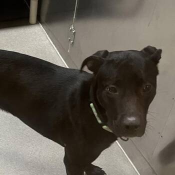 Fable -  Pit Bull Terrier Dog for Adoption in Baltimore, Maryland - Fable | PetCurious