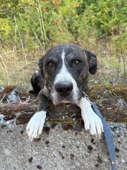 Izzy -  Pit Bull Terrier and Boxer Dog for Adoption in Kellogg, Idaho - Izzy | PetCurious