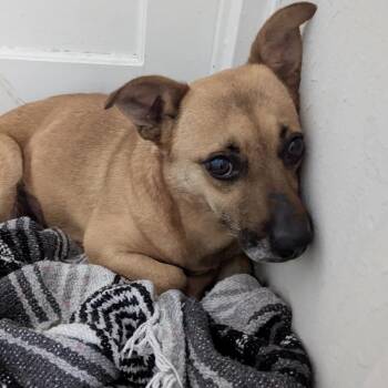 Terrier Dogs Available for Adoption in Columbia, South Carolina - Whimsy | PetCurious