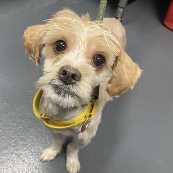 Mr. Man -  Yorkshire Terrier Dog for Adoption in Allentown, Pennsylvania - Mr. Man | PetCurious