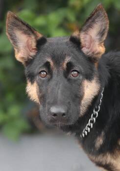 Sasha von Schlitz -  German Shepherd Dog Dog for Adoption in Los Angeles, California - Sasha Von Schlitz | PetCurious