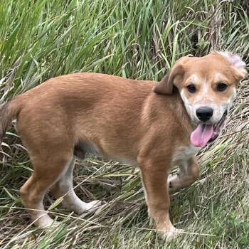 Comic Pup: Scooby -  Beagle and Boxer Dog for Adoption in Falls Church, Virginia - Comic Pup: Scooby | PetCurious