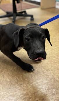 Rescue Retriever and Mixed Breed Dogs for Adoption in Madera, California - Kenna | PetCurious