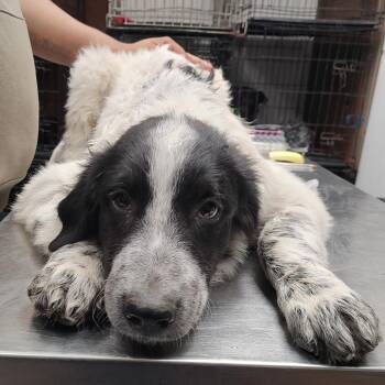 P46817 -  Great Pyrenees and Australian Cattle Dog Blue Heeler Dog for Adoption in Corsicana, Texas - P46817 | PetCurious