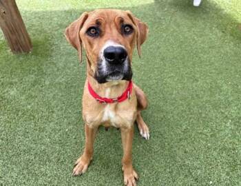 HIPPIE -  Mastiff Dog for Adoption in Brentwood, Missouri - HIPPIE | PetCurious