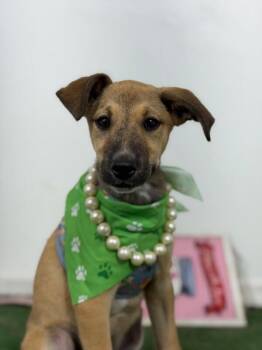 Cassie-One of our Amazing Rescue Dogs -  Whippet and Black Mouth Cur Dog for Adoption in Carlsbad, California - Cassie-One Of Our Amazing Rescue Dogs | PetCurious