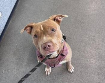 Sweet Potato -  Mixed Breed Dog for Adoption in West Chester, Pennsylvania - Sweet Potato | PetCurious