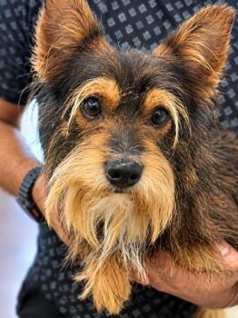 McGruff -  Mixed Breed Dog for Adoption in New Orleans, Louisiana - McGruff | PetCurious