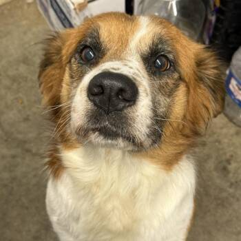 Saint Bernard and Mixed Breed Dogs Available for Adoption in Brooksville, Kentucky - Magnus | PetCurious