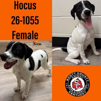 Hocus -  Hound Dog for Adoption in Georgetown, Kentucky - Hocus | PetCurious