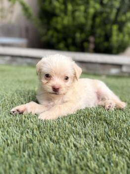 Terrier Dogs Available for Adoption - YoYo | PetCurious