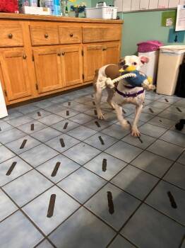 Dora -  American Bulldog and Mixed Breed Dog for Adoption in Cortland, New York - Dora | PetCurious