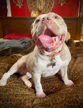 American Bulldog and Pit Bull Terrier Dogs Available for Adoption in Princeton, Massachusetts - Lowry | PetCurious