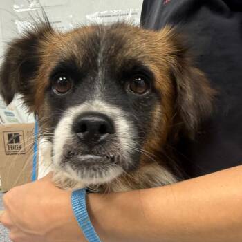 Marty -  Mixed Breed Dog for Adoption in Portland, Oregon - Marty | PetCurious