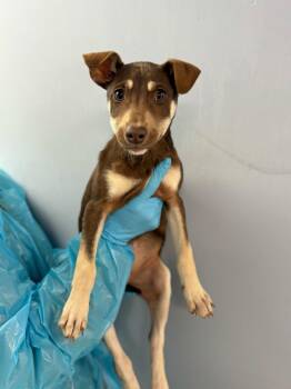 Rescue Husky and Mixed Breed Dogs for Adoption in Chillicothe, Ohio - Buttered Roll | PetCurious