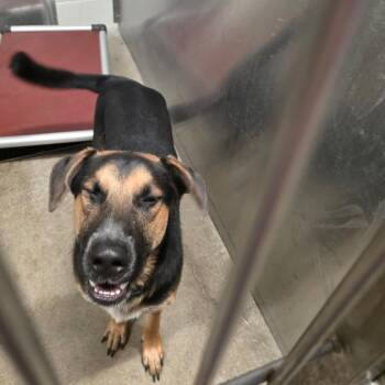 Rocco -  German Shepherd Dog Dog for Adoption in Sand Springs, Oklahoma - Rocco | PetCurious