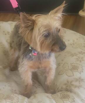 Yorkshire Terrier Dogs Available for Adoption in Mesa, Arizona - Lana | PetCurious