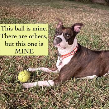 Terrier and Retriever Dogs Available for Adoption in Corpus Christi, Texas - Florentina | PetCurious