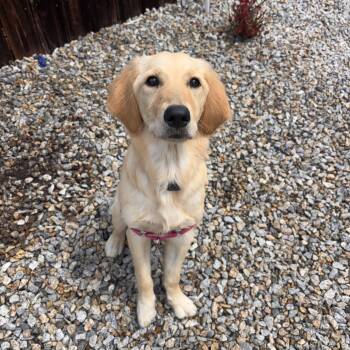 Golden Retriever Dogs Available for Adoption in Corona, California - Ruby | PetCurious