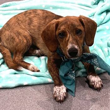 Raisin -  Mixed Breed Dog for Adoption - Raisin | PetCurious