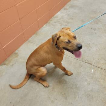 Rescue Terrier and Mixed Breed Dogs for Adoption in Bossier City, Louisiana - Luke | PetCurious