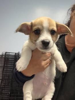 Corgi and Terrier Dogs Available for Adoption in Gilberts, Illinois - Ivory | PetCurious