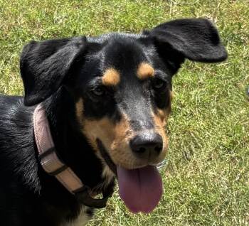 Rescue Miniature Pinscher and Labrador Retriever Dogs for Adoption in New Braunfels, Texas - Octavia | PetCurious
