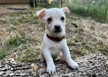 WALLACE -  Chihuahua and Mixed Breed Dog for Adoption in Colorado Springs, Colorado - WALLACE | PetCurious